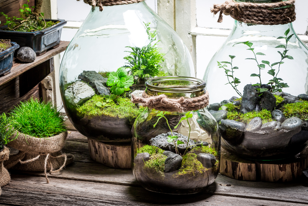 Terrarium, Taman Mini yang Bisa Bikin Pikiran Kita Lebih Bahagia dan Mudah Konsentrasi